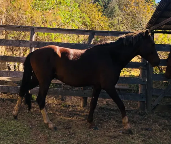 Cavalos