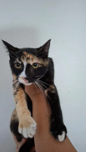 Gatinha tricolor