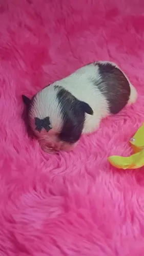 Lindas Shitzus fêmeas a venda