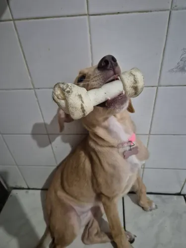 Doação de Cachorrinha