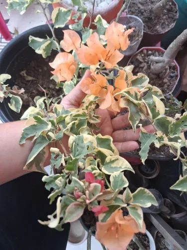 Manaca variegata ,laranjado e pendente.