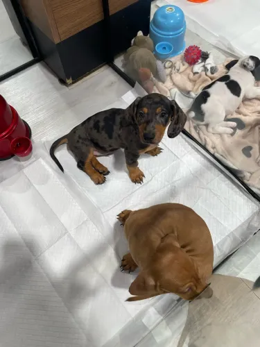 Filhotes dachshund
