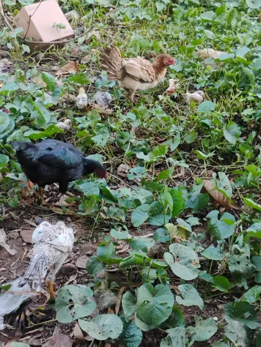 Galinha de raça com 3 pintos!