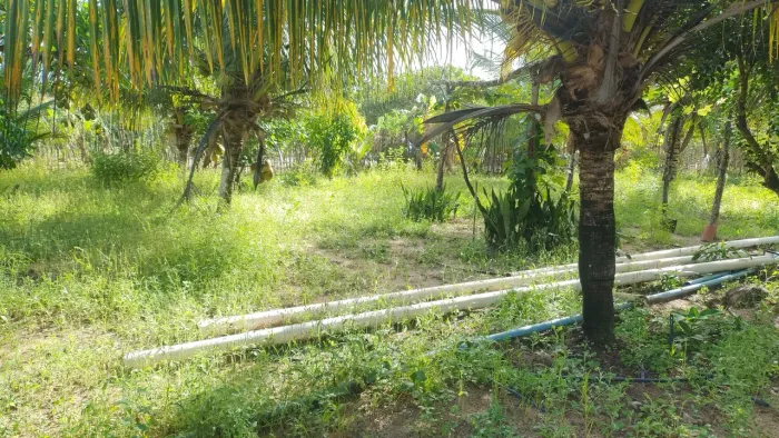 Vendo Chácara localizado no Campestre// Trairí Ceará 