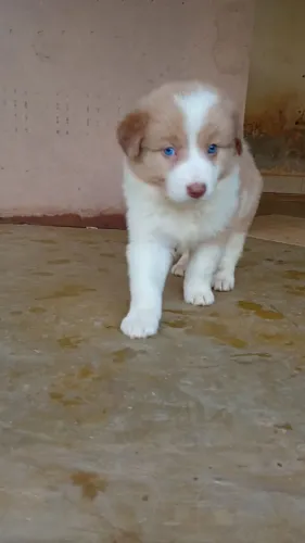 Border Collie OLHOS AZUIS