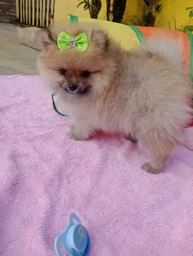 spitz alemão anã femea, com pedigree, entregamos em 10x no cartao.