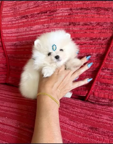 Lulu da pomerania anão