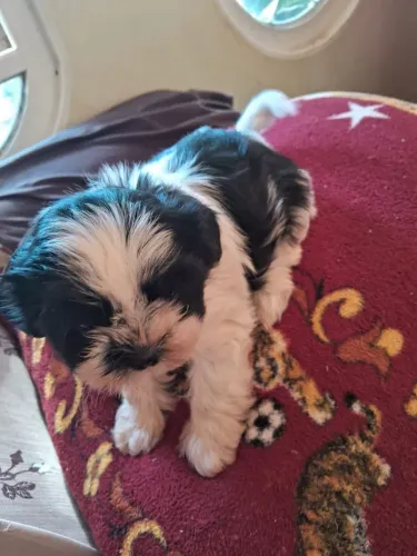 Cachorrinha shytizu preto e branco 18 de junho já tá com a primeira vacina e vermífugada 