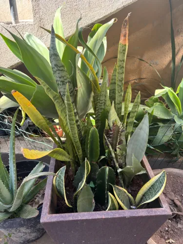 PREÇO DE OPORTUNIDADE EM VASOS DE PLANTAS