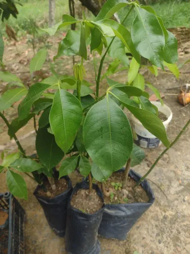 Mudas de plantas ornamental e frutíferas 