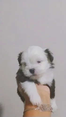 Filhotes Lhasa
