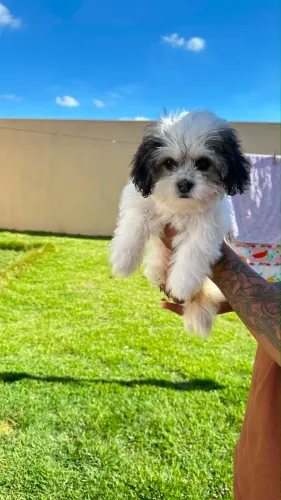 Filhote de Shi Tzu