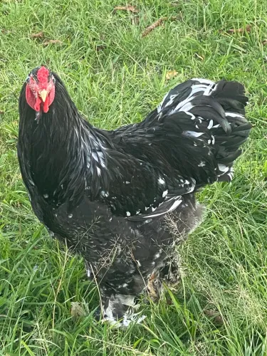 Ovos férteis de galinhas Brahmas