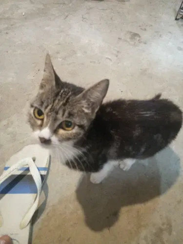Gato pra adoção