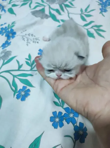 Filhotes de gatos persa 