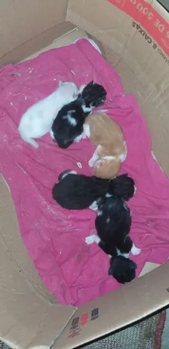 Gatos
