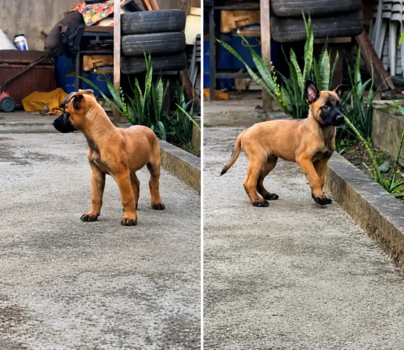 Filhote de pastor malinois