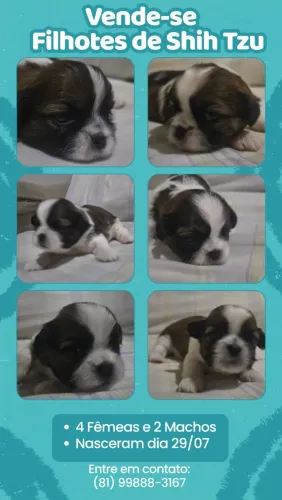 Filhotes de Shih Tzu