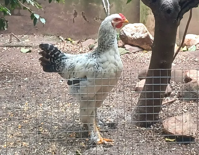Galo (Frango) Brahma light (puro) 4 meses