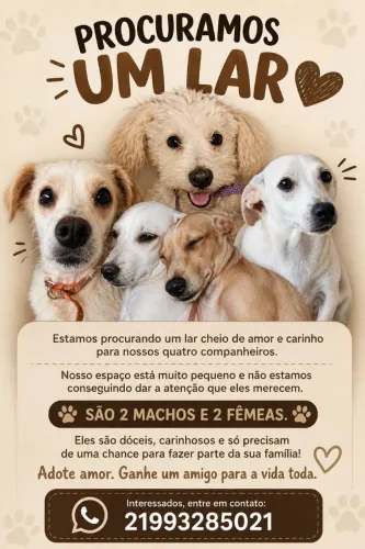Doação de 4 cachorros