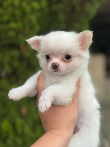 Chihuahua carinhoso e esperto 