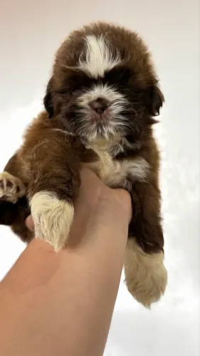 Shih-Tzu macho 