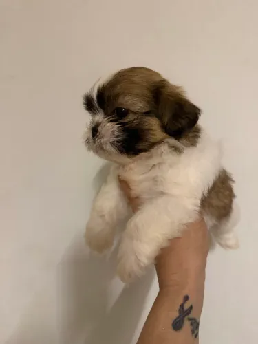 Shih tzu fêmea