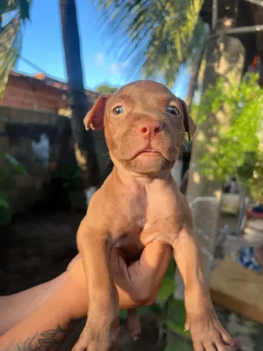 Filhote de Pit bull disponível!!