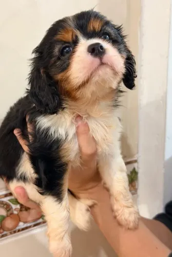 Cavalier King Charles: Lindos Filhotes Nobreza com V10 Importada e Contrato.