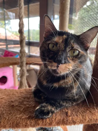 Gatinhas escaminhas para adoção conjunta - castradas/vacinadas - São Paulo (ZN)