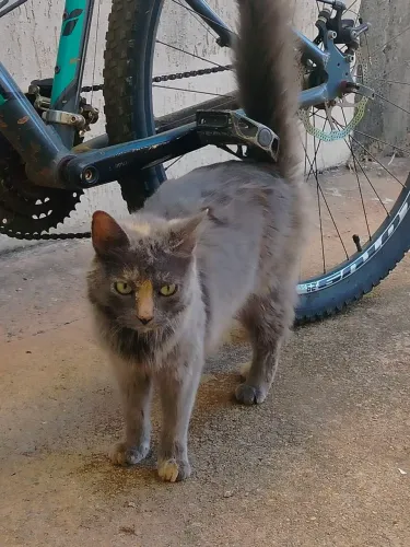 Gata siberiana