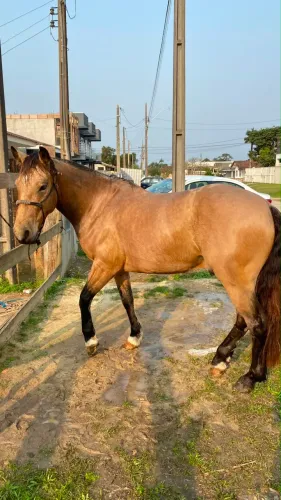 Cavalo castrado