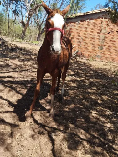 Vendo QM com 7 meses