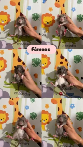 Twisters ratinhos filhotes 