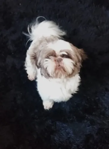 Shih Tzu disponível para cruza 