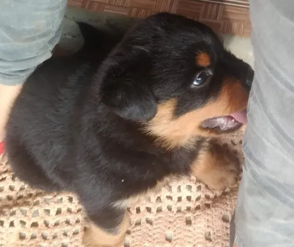Rottweiler segurança e amizade