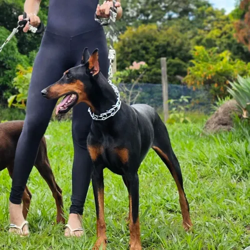Doberman filhotes pra reserva