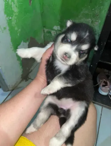 Husky siberiano 