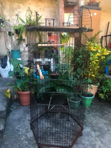 Gaiola