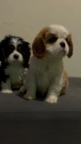 Cavalier filhotes a pronta entrega 