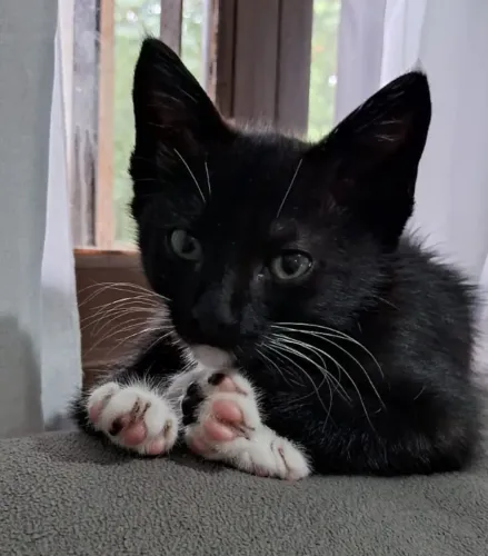 Gato macho filhote um mês