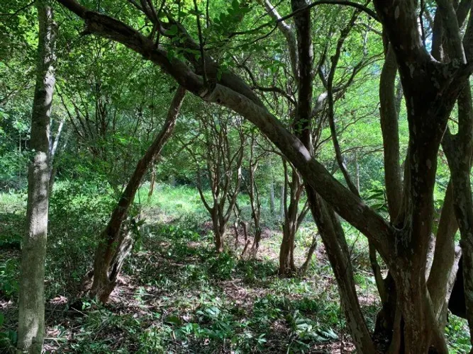 Pertinho da MG-10 chacara de 15.000m², Sao Jose do Almeida(Temos varias opçoes).