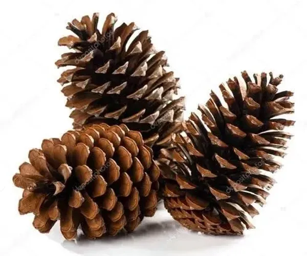 Pinha de Natal 10 unidades