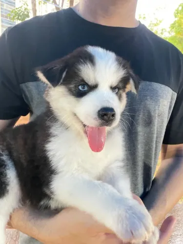Filhotes de Cachorro Husky Siberiano Porte Grande Dócil