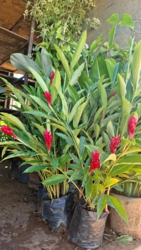 alpinia Purpurata: O Toque Tropical de Cores e Vida para Seu Jardim!