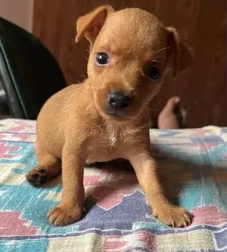 Pinscher miniatura, minúsculo