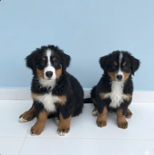 Filhotes de Bernese com pedigree parcelo sem juros