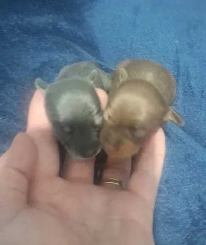 Filhotes de pinscher zero