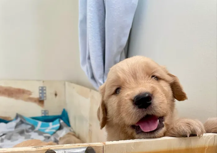 Vende se filhote de Golden retiver 