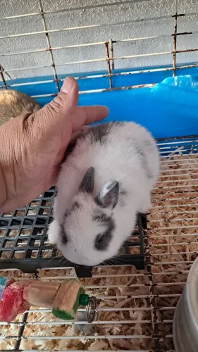 Netherland dwarf (coelho anão)